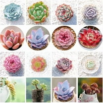Succulent Seeds Mix - 50 Seeds - Echeveria Species Mix - Grow Exotic Succulent Cacti