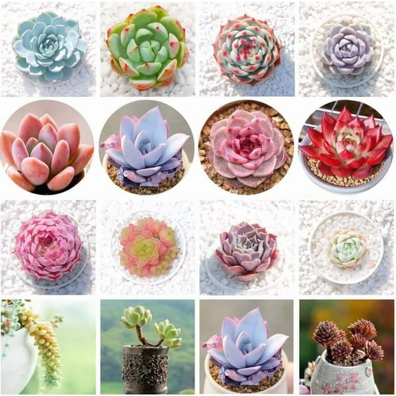 Succulent Seeds Mix - 50 Seeds - Echeveria Species Mix - Grow Exotic Succulent Cacti