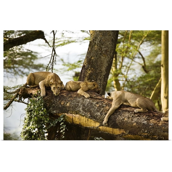 Great BIG Canvas | "African Lions on Tree" Art Print - 48x32