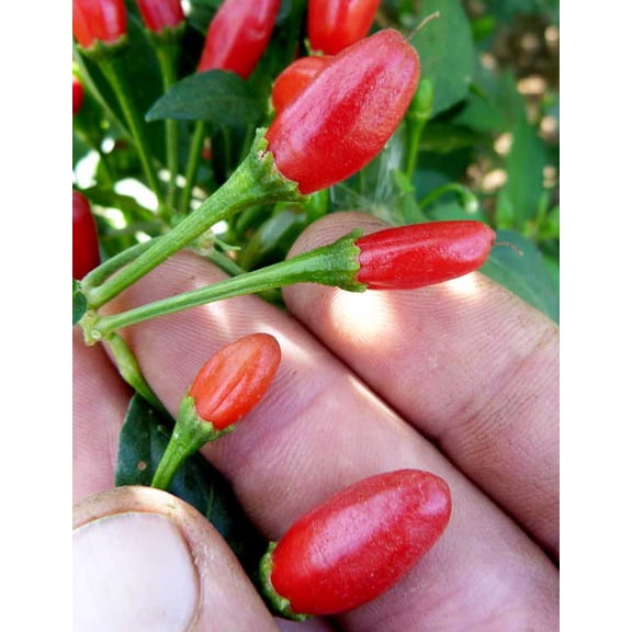 Chiltepin Tepin Pepper Plant - 4" Pot - HOTTEST Small Pepper - Bird Pepper