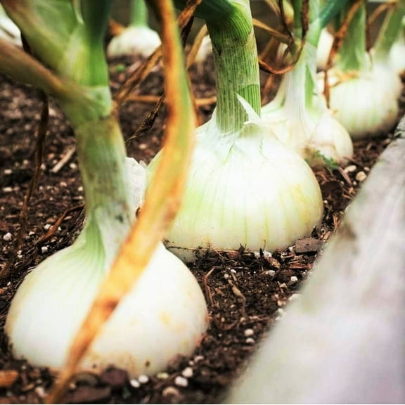 TomorrowSeeds - White Sweet Spanish Onion Seeds - 1000  Count - For 2026 Planting Long Day Garden
