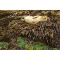 thumbnail image 2 of Jaynes Gallery 24x17 White Modern Wood Framed Museum Art Print Titled - Oregon-Bandon Beach Harbor seal and beach kelp, 2 of 4