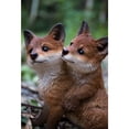 thumbnail image 2 of Fox Pups Hugging, 2 of 6