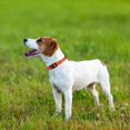 thumbnail image 3 of Dog Collar, Soft Padded Neoprene Nylon Dog Collar for Medium Dogs, Adjustable and Reflective for Training, Orange, 3 of 6