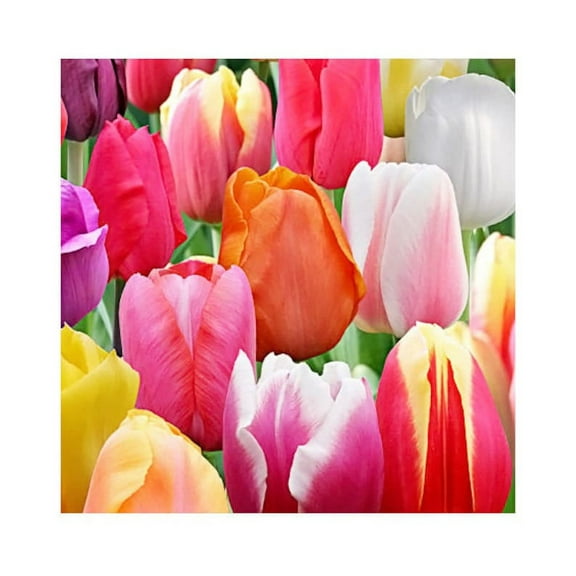 50 Rainbow/ Landscape Mixture Tulip Bulbs - Tulipa Triumph
