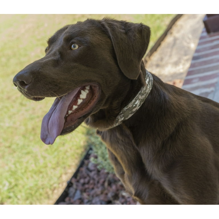 How Should You Place A Prong Collar On A Dog? WAF, 43 OFF