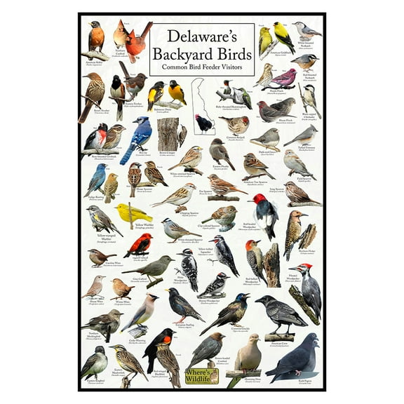 Delaware's Backyard Birds Poster - Delaware Bird Chart Highlighting Birds At Your Bird Feeder