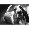thumbnail image 2 of Fv5571  Jean Desy; Basset Hound  B/W Poster Print, 2 of 2