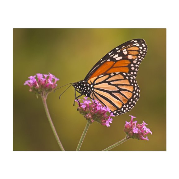 Monarch Butterfly on Milkweed - Photography Unframed Wall Art Print 6 x 8 inches