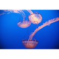 thumbnail image 2 of Jellyfish In Aquarium; California, Usa Poster Print (19 x 12), 2 of 2