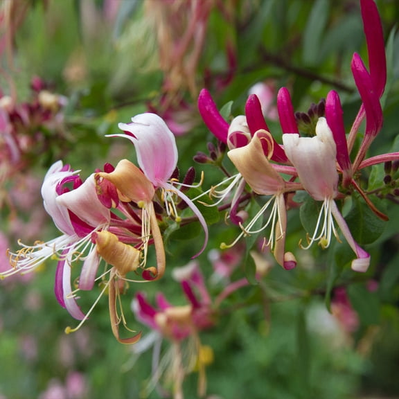 Brighter Blooms - Peaches & Cream Honeysuckle Vine, 2 gal - No Shipping to AK, AZ, HI