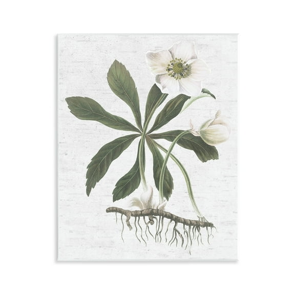 Stupell Industries Magnolia Flower Study Botanical & Floral Painting Unframed Art Print Wall Art, 11 x 14
