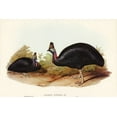 thumbnail image 2 of Gould, John 32x23 Black Ornate Wood Framed with Double Matting Museum Art Print Titled - Australian Cassowary-Casuarius australis, 2 of 4