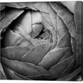thumbnail image 1 of Great Art Now Ranunculus Abstract III BW by Laura Marshall Canvas Wall Art, 1 of 2