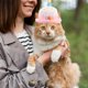 thumbnail image 4 of unbranded Sombrero Para Mascotas Fiesta Cumpleaños Estilo Y Liviano Ideal Para Y Celebraciones, 4 of 7