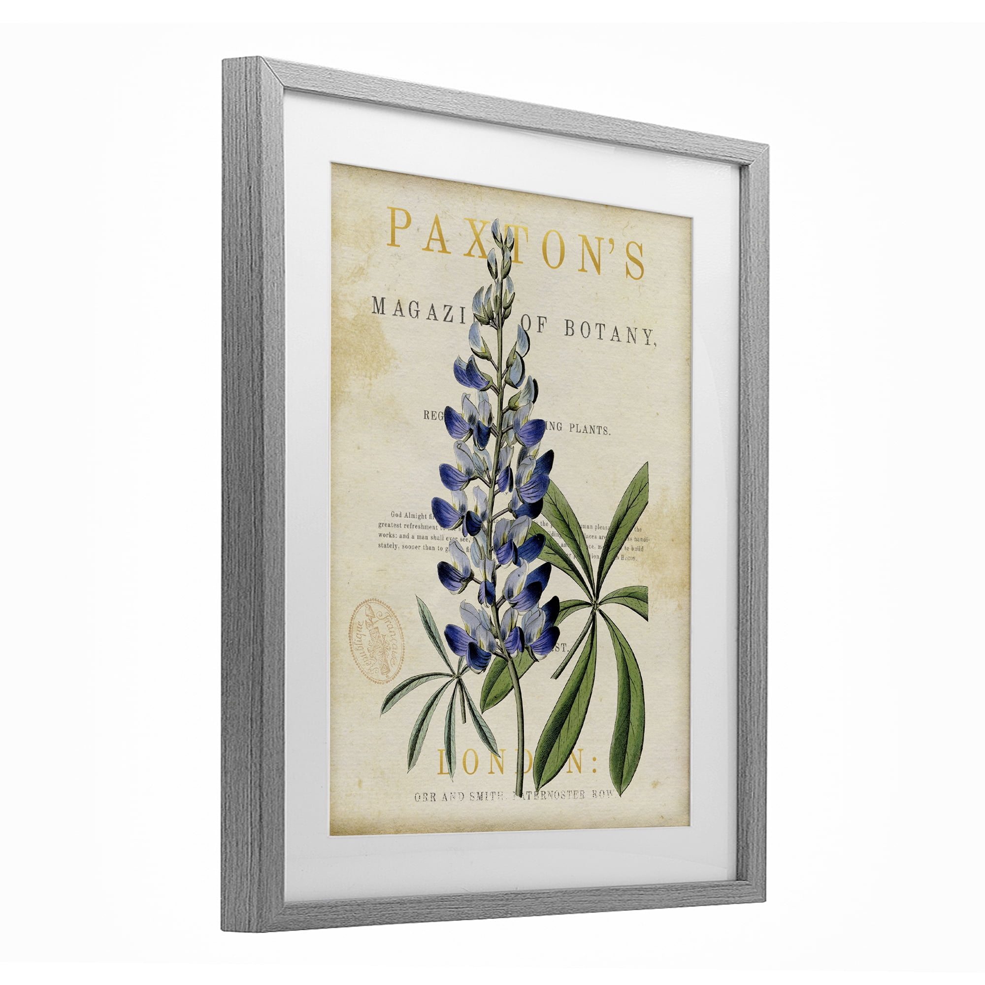Stupell Industries Natural Botany Lupine Gray Framed Print Under Glass, design by Susan Arnot