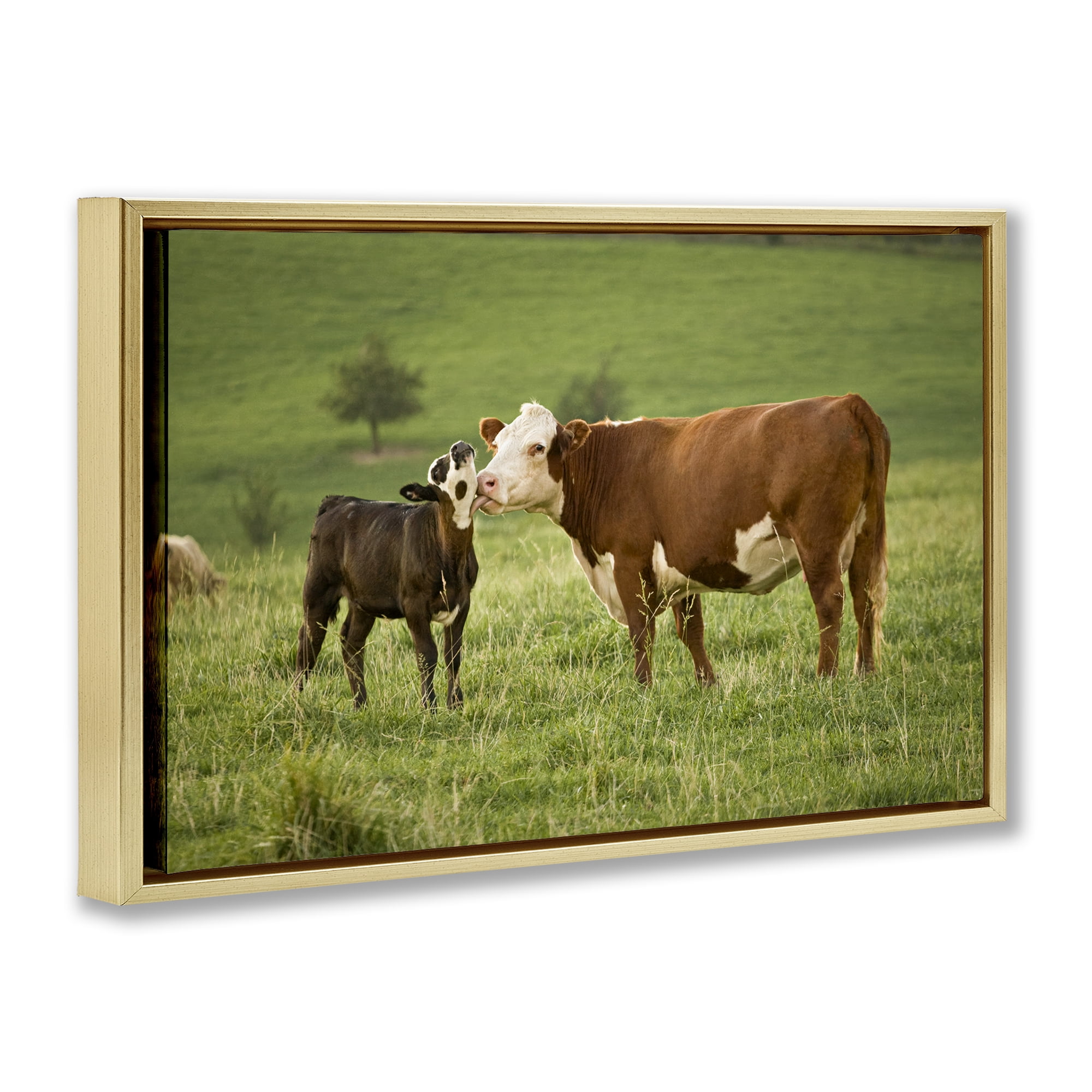 Stupell Industries Cow & Calf Preening Animals Photography Gold Floater Framed Canvas Art Print Wall Art, 25 x 17