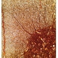 thumbnail image 3 of Adaptador de microscopio iDu Optics LabCam para iPhone 6/6S, 3 of 9