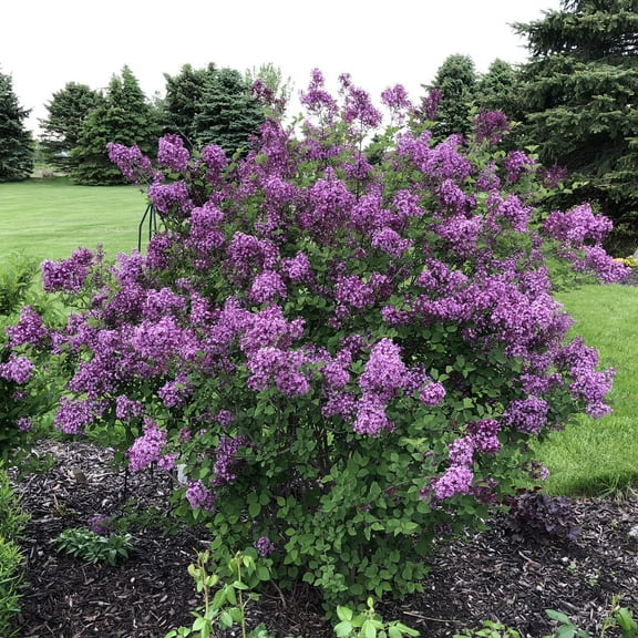 Bloomerang Dark Purple Lilac–Reblooming–Fragrant Flowers  3 Gallon