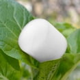thumbnail image 1 of 30mm Sponge Cylinders Soilless Hydroponic Sponge For Hydroponic Seed Growth, 1 of 5