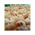 thumbnail image 3 of Topumt 100Pcs Natural Conch Seashell Aquarium Decoration DIY Crafts, 3 of 5
