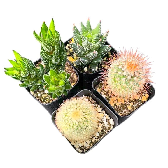 4Pack Assorted Cactus&Haworthia ,Live Rare Succulents Mini  Plants for Home & Office Decor, Unique Birthday Gifts, Guest Favors(2inch)