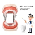 thumbnail image 3 of Modelo De Estudio De Dientes, Modelo De Enseñanza De Dentista Simulación De Goma Con Destornillador Para Práctica Para Niños, 3 of 7