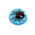 thumbnail image 1 of ED Speldy East TC215 Spider On Web Terrain, Blue, 1 of 1