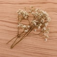 thumbnail image 4 of Real Millions of Stars Pressed Dried Flowers DIY Decorations White, 4 of 8
