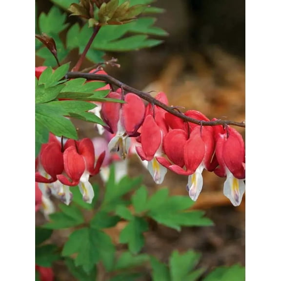 25 Valentine Bleeding Heart Seeds