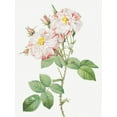 thumbnail image 2 of Redoute, Pierre Joseph 15x18 White Modern Wood Framed Museum Art Print Titled - Damask Rose, York and Lancaster Rose, Rosa damascena variegata, 2 of 4