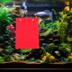 thumbnail image 1 of USHOBE 4Ud De Crianza Para Peces En Acuario Con Extraíble Color, 1 of 6