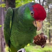 Harrison's Bird Foods Nuggies
