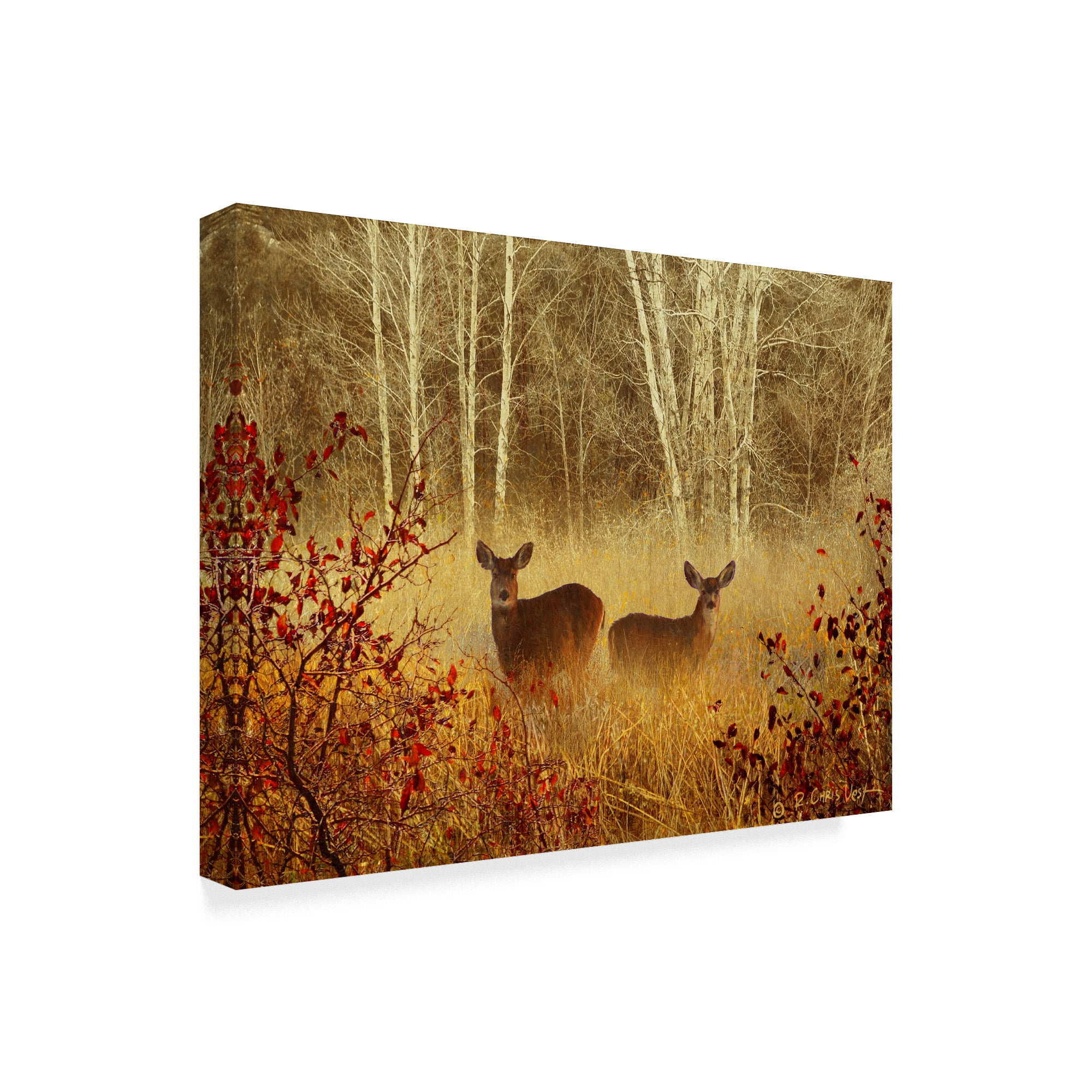 Trademark Fine Art 'Foggy Deer' Canvas Art by Chris Vest