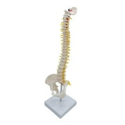 Spine Model Vertebral Column with Stand 17.7 inch for Classroom Science Teaching Aid , standing
