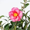 thumbnail image 6 of Kanjiro Camellia Shrub, 6 of 7