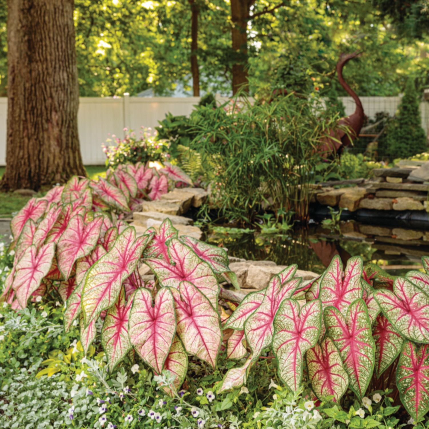 Proven Winners 5" Multicolor Heart to Heart 'Bottle Rocket' Sun or Shade Caladium Live Plant in 4.5" Pot (4 Count)