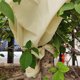 thumbnail image 5 of Protección contra heladas para plantas Chaqueta polar térmica para plantas de jardín 2 piezas de mantas de protección contra heladas para plantas, mantas de protección contra heladas para plantas esquí esquí Gafas de esquí, 5 of 5