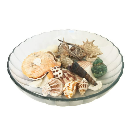 Perfect Maze Mixed Beach Sea Shells Seashells 1 Pack Aquarium Party Table Home (Best Aquarium Sea Salt Mix)