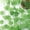 Green, variant on Konghyp Simulated Grape Leaf Rattan – 90.55-Inch Green Plant Ceiling Decoration, Perfect for Courtyard, Fence, Office, and Home, Ideal for Adding a Natural Touch to Any Space