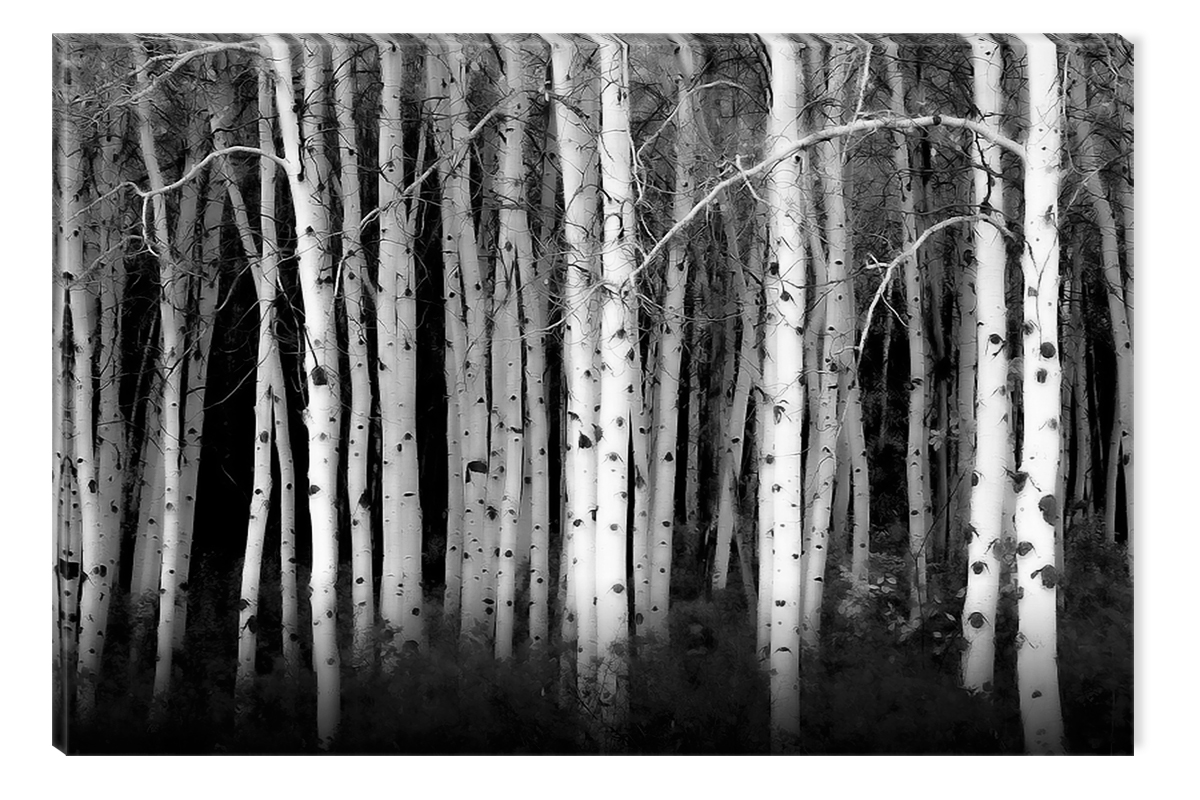 Startonight Canvas Wall Art Black and White Abstract Deep in the Forest Tree, Dual View Surprise Artwork Modern Framed Ready to Hang Wall Art 100% Startonight Canvas Wall Art Black and White Abstract Deep in the Forest Tree, Dual View Surprise Artwork Modern Framed Ready to Hang Wall Art 100%