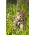 thumbnail image 1 of Wolf Pup In Grass C, 1 of 1