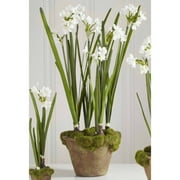 Potted Paper White Md