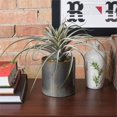 thumbnail image 2 of Vickerman Vickerman 20.5" Choix Tillandsia Vert Artificiel, 2 of 3