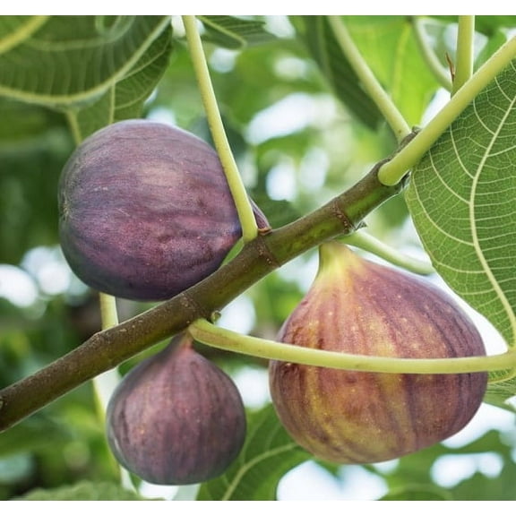 Brown Turkey Fig ( ficus carica ) - Live Plant ( 1 QT )