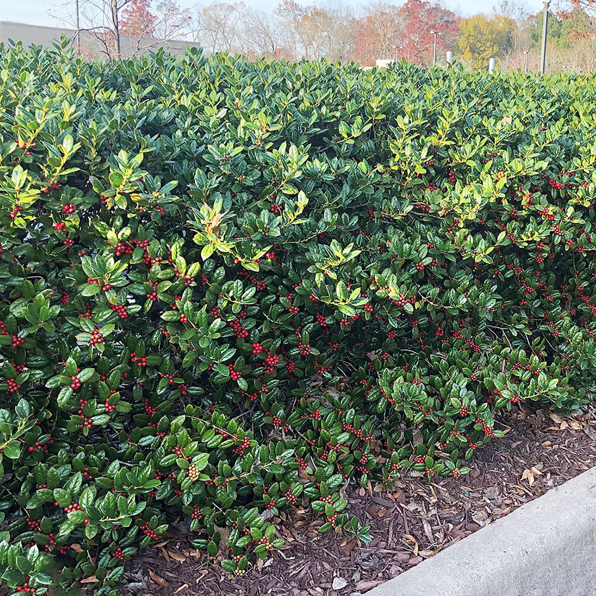 Dwarf Burford Holly (Ilex) Shrub (7 Gallon)