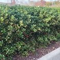 thumbnail image 6 of Dwarf Burford Holly (Ilex) Shrub (7 Gallon), 6 of 10