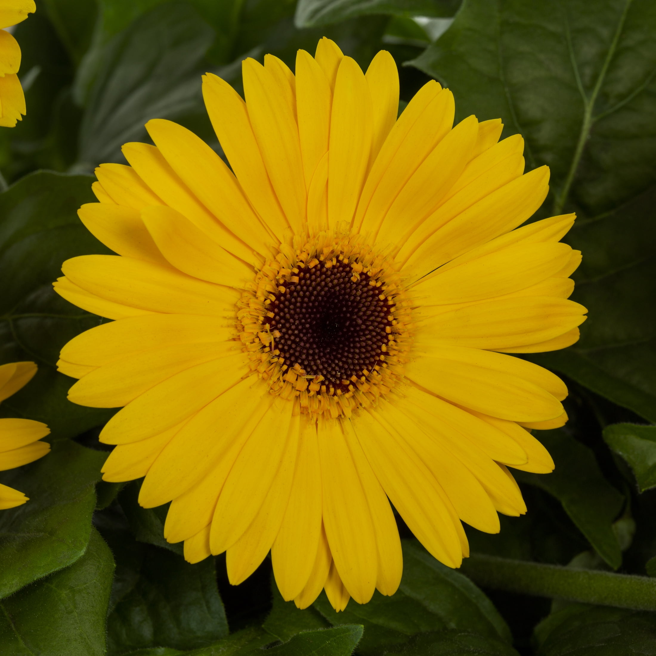 Expert Gardener 1.5gal Yellow Gerbera Daisy Live Annual Plant Hanging Basket Sun