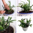 thumbnail image 3 of Soporte de plástico para plantas, marco de pila, arreglo de invernadero, varilla fija semicircular, soporte de escalada para plantas y flores de interior, 1-16 Uds., 3 of 5