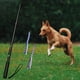 thumbnail image 5 of Juguete para perros al aire libre, varita extensible para jugar, juguetes interactivos divertidos para coquetear con mascotas. 69cm negro, 5 of 9